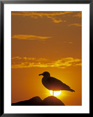 Silhouette Of A Western Gull by Georgienne Bradley Pricing Limited Edition Print image