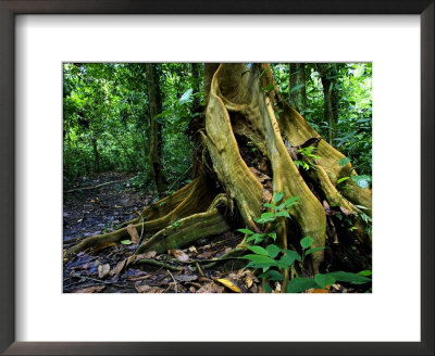 Close-Up Of Base Of Tree With Roots In Rainforest, Costa Rica by Roy Toft Pricing Limited Edition Print image