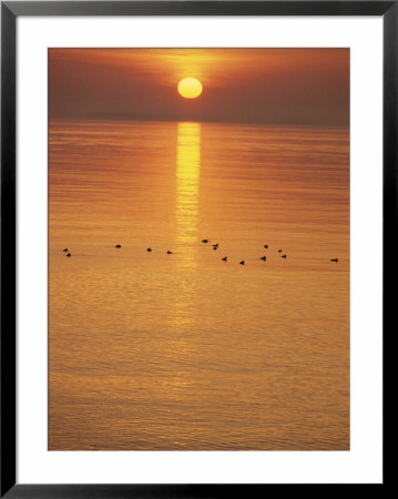 Sunset Over Water With Ducks by Bill Curtsinger Pricing Limited Edition Print image