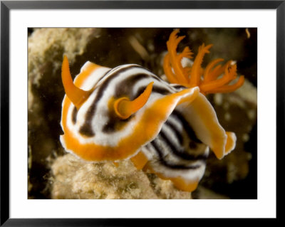 Nudibranch Crawls Over The Reef, Malapascua Island, Philippines by Tim Laman Pricing Limited Edition Print image