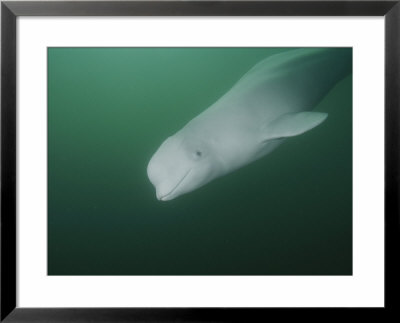 Underwater Close View Of A Beluga Whale by Brian J. Skerry Pricing Limited Edition Print image