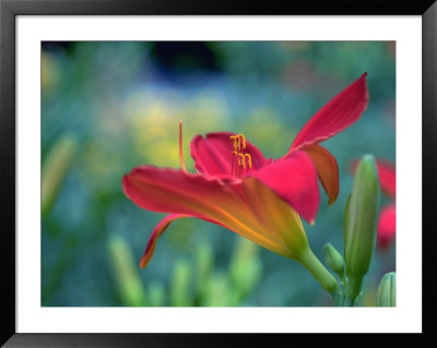 Orange Day Lily, Richmond, Va by Steven Emery Pricing Limited Edition Print image