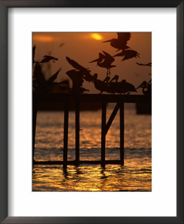 Pelicans Congregate On Pier At Chorro Beach, Arica, Tarapaca, Chile by Paul Kennedy Pricing Limited Edition Print image