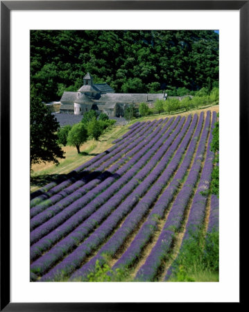 Senaque Abbey And Lavender Fields, Gordes, Provence, France by Steve Vidler Pricing Limited Edition Print image