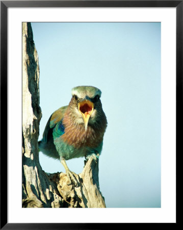 Lilac-Breasted Roller Stands On A Dead Stump by Beverly Joubert Pricing Limited Edition Print image