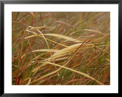 A Close View Of Raindrops On The Meadow Grass by Raymond Gehman Pricing Limited Edition Print image