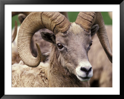 Bighorn Sheep, Northwest Trek Wildlife Park, Washington, Usa by William Sutton Pricing Limited Edition Print image