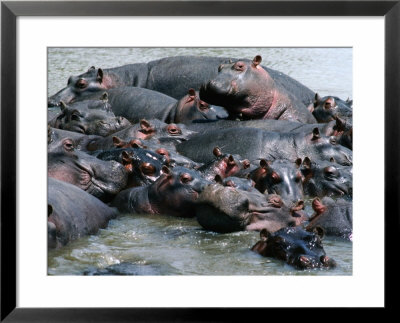 Group Of Hippopotami (Hippopotamus Amphibius) In River, Masai Mara National Reserve, Kenya by David Tipling Pricing Limited Edition Print image