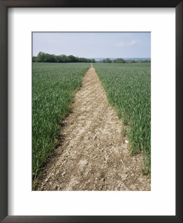 Pathway Through Field, Essex, United Kingdom by Jeremy Bright Pricing Limited Edition Print image