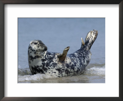 Gray Seal (Grey Seal), Halichoerus Grypus, Heligoland, Germany by Thorsten Milse Pricing Limited Edition Print image