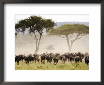 Topi, Serengeti National Park, Shinyanga, Tanzania by Ariadne Van Zandbergen Pricing Limited Edition Print image