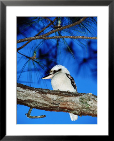 Kookaburra, Queensland, Australia by Holger Leue Pricing Limited Edition Print image