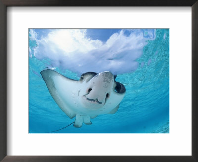Spotted Eagle Ray From Underneath, Caribbean Sea by Doug Perrine Pricing Limited Edition Print image