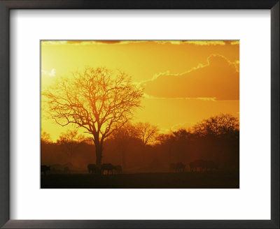 African Buffalo, Feeding At Sunset, Hwange National Park, Zimbabwe by Pete Oxford Pricing Limited Edition Print image