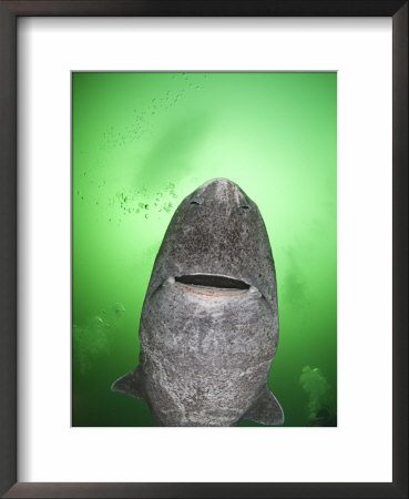 Greenland Sleeper Shark (Somniosus Microcephalus) St. Lawrence River Estuary, Canada by Doug Perrine Pricing Limited Edition Print image