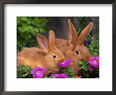 Mother And Baby New Zealand Rabbit Amongst Petunias, Usa by Lynn M. Stone Pricing Limited Edition Print image