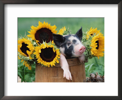 Mixed-Breed Piglet In Basket With Sunflowers, Usa by Lynn M. Stone Pricing Limited Edition Print image