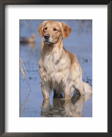Golden Retriever In Water, Usa, North America by Lynn M. Stone Pricing Limited Edition Print image