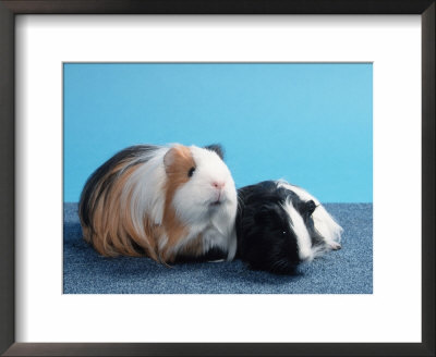 Sheltie Guinea Pig With Young by Petra Wegner Pricing Limited Edition Print image