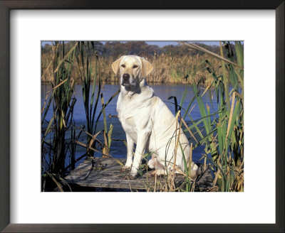 Golden Labrador Retriever Dog Portrait, Sitting By Water by Lynn M. Stone Pricing Limited Edition Print image