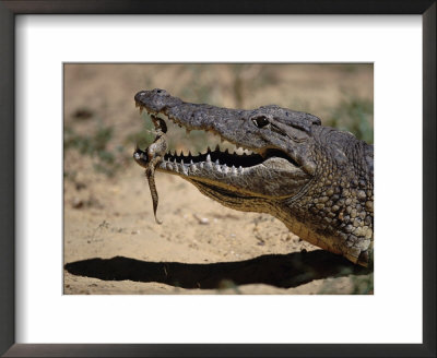 Nile Crocodile Holding Newly Hatched Young In Mouth, Kenya by Anup Shah Pricing Limited Edition Print image