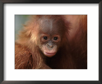 Orang Utan (Pongo Abelii) Baby Portrait, Gunung Leuser National Park, Indonesia by Anup Shah Pricing Limited Edition Print image