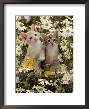 Domestic Cat, 8-Week, Burmese-Cross Kittens Among Ox-Eye Daisies And Buttercups by Jane Burton Pricing Limited Edition Print image