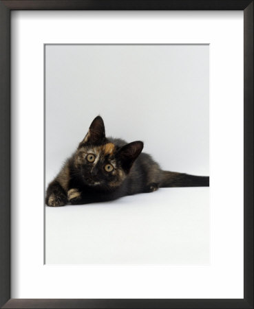 Domestic Cat, 8-Week Tortoiseshell Kitten Ready To Pounce by Jane Burton Pricing Limited Edition Print image