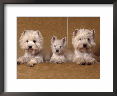 Domestic Dogs, Two West Highland Terriers / Westies With A Puppy by Adriano Bacchella Pricing Limited Edition Print image