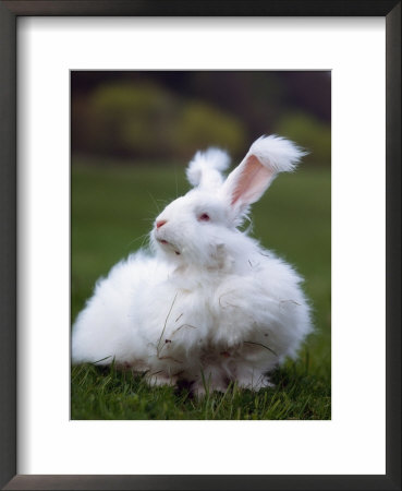Domestic Angora Rabbit by Reinhard Pricing Limited Edition Print image