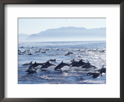 Large School Of Common Dolphins Feed On Sardines, False Bay, W Cape, S Africa (Delphinus) by Mark Carwardine Pricing Limited Edition Print image
