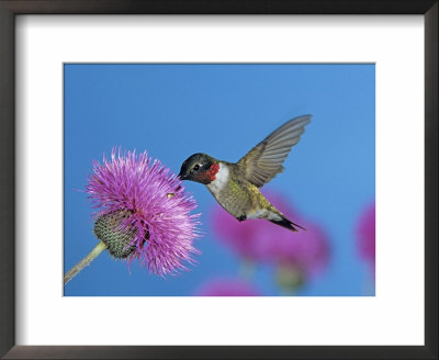 Ruby Throated Hummingbird, Feeding From Flower, Usa by Rolf Nussbaumer Pricing Limited Edition Print image