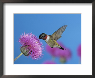 Ruby Throated Hummingbird, Feeding From Flower, Usa by Rolf Nussbaumer Pricing Limited Edition Print image