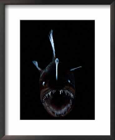 Deep Sea Anglerfish, Female With Lure Projecting From Head To Attract Prey, Atlantic Ocean by David Shale Pricing Limited Edition Print image