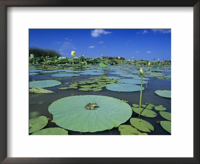 Bullfrog, Adult On American Lotus Lilypad, Welder Wildlife Refuge, Sinton, Texas, Usa by Rolf Nussbaumer Pricing Limited Edition Print image