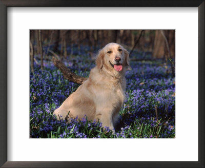 Golden Retriever (Canis Familiaris) Among Bluebells, Usa by Lynn M. Stone Pricing Limited Edition Print image
