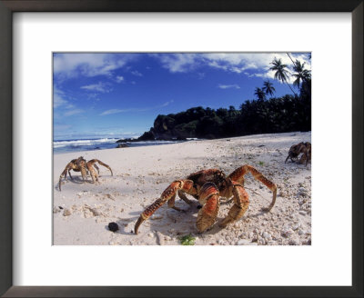 Coconut Crabs On Beach, Christmas Island by Jurgen Freund Pricing Limited Edition Print image