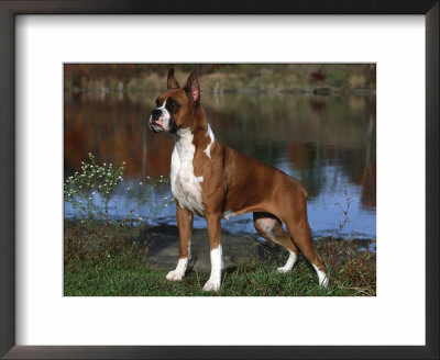 Boxer Dog, Illinois, Usa by Lynn M. Stone Pricing Limited Edition Print image