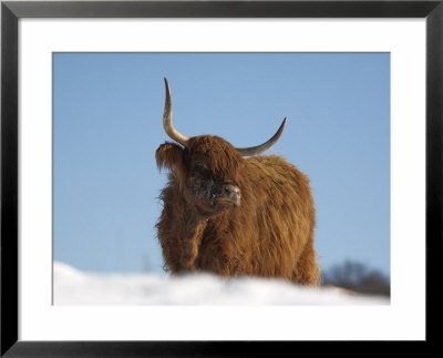 Highland Cow In Snow, Conservation Grazing On Arnside Knott, Cumbria, England by Steve & Ann Toon Pricing Limited Edition Print image
