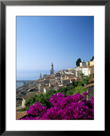Bougainvillea In Flower, Menton, Alpes-Maritimtes, Cote D'azur, Provence, French Riviera, France by Ruth Tomlinson Pricing Limited Edition Print image