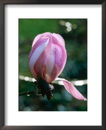 Magnolia Dawsoniana Chyverton, (Magnolia) by Mark Bolton Pricing Limited Edition Print image