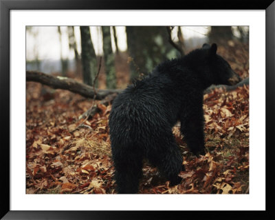 An American Black Bear Foraging For Acorns In The Forest, At Jeremys Run by Raymond Gehman Pricing Limited Edition Print image