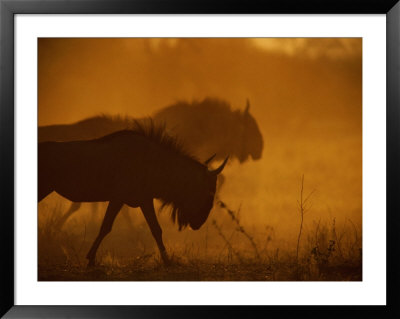 Dust And Low Sunlight Create Silhouettes Of Several Black Wildebeests by Beverly Joubert Pricing Limited Edition Print image