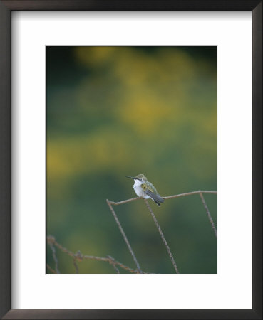 A Young Ruby-Throated Hummingbird On A Rusty Fence by Taylor S. Kennedy Pricing Limited Edition Print image