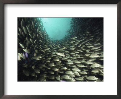 A School Of Snappers Swims In Perfect Unison by Bill Curtsinger Pricing Limited Edition Print image