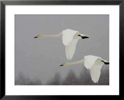 Two Whooper Swans (Cygnus Cygnus) In Flight During Snow Storm by Roy Toft Pricing Limited Edition Print image