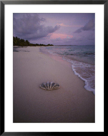 Giant Clam Shell On A Deserted Beach On Bikini Island by Bill Curtsinger Pricing Limited Edition Print image