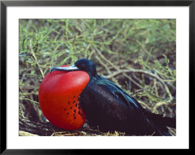 Male Frigatebird Showing Inflated Pouch During Breeding Season, Galapagos Islands, Ecuador by Jim Zuckerman Pricing Limited Edition Print image