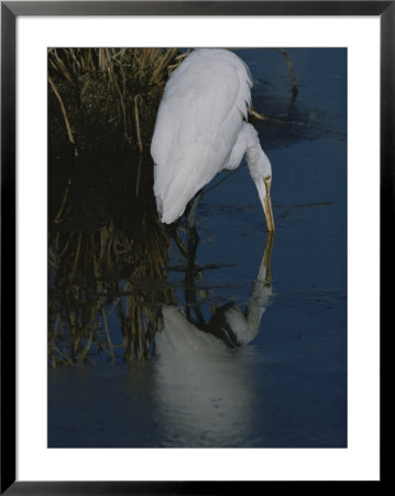 A Great Egret, Casmerodius Albus, Hunts For A Water Borne Meal by Bates Littlehales Pricing Limited Edition Print image