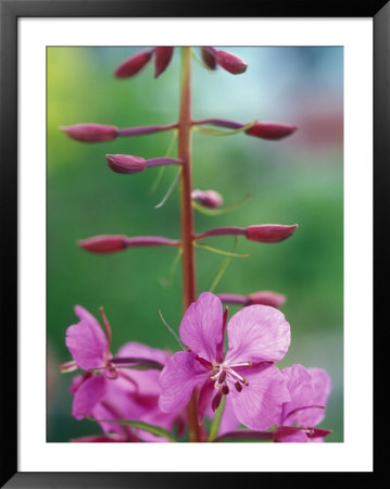 Fireweed Detail, Alaska by Rich Reid Pricing Limited Edition Print image